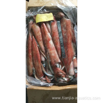 New Catching Frozen Loligo Chinensis Squid